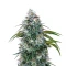 Ocifer (Brothers Grimm Seeds)