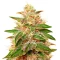 Pure Kush (GHS) Cannabis-Samen