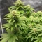 Royal Gorilla (RQS) Cannabis-Samen