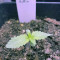Runtz Muffin feminisierte Samen (Barney's Farm)