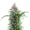 Thai Herer 99 (Brothers Grimm Seeds)