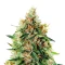 Train Wreck (GHS) Cannabis-Samen