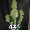 Original Auto Critical (Fast Buds) Cannabis-Samen