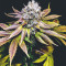 Blueberry marijuana strain