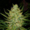 Auto Gelato strain