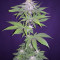 Auto Ghost OG (Original Sensible Seeds) Cannabis-Samen