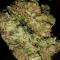 Cheese (Big Buddha Seeds) Cannabis-Samen