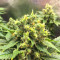 Black Jack (Sweet Seeds) Cannabis-Samen