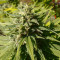 CBD Caramel regular (Barney's Farm) Cannabis-Samen