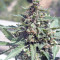 CBD Lemon Potion Auto (Barney's Farm) Cannabis-Samen