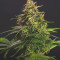 Chem-Bomb Auto (Humboldt Seeds Organization)