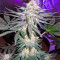 Critical Mass Regular (Mr. Nice Seedbank) Cannabis-Samen