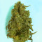 Five-O (Blackskull Seeds) Cannabis-Samen
