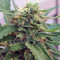 Gorilla (GG#4 Original Glue) (Expert Seeds) Cannabis-Samen
