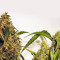 Jack Herer (Sensi Seeds) Cannabis-Samen