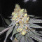 King's Banner regular (Dark Horse Genetics) Cannabis-Samen