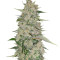Mangobiche Kush Regular (CannaBioGen) Cannabis-Samen