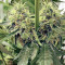 Moonshine’s Ghost Train Haze (Rare Dankness Seeds) Cannabis-Samen