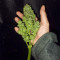 Original Auto Skunk (Fast Buds) Cannabis-Samen