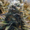 Original Glue (Nirvana Seeds) Cannabis-Samen