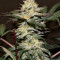 Outdoor Hurricane (Kera Seeds) Cannabis-Samen