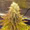 Peyote Purple Regular (CannaBioGen) Cannabis-Samen