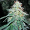Pineapple (Seedstockers) Cannabis-Samen