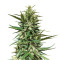 Secret Ducky (Xtreme Seeds) Cannabis-Samen