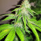 Sherbet (Seedstockers) Cannabis-Samen