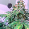 Sticky Fingers (Seedstockers) Cannabis-Samen