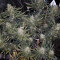 JillyBean regular (TGA Subcool Seeds / SubCool’s The Dank) Cannabis-Samen