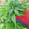 Super Skunk Autoflower (Seedstockers) Cannabis-Samen