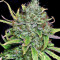Sweet Pure Auto CBD (Sweet Seeds) Cannabis-Samen
