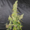 Zamaldelica (Ace Seeds) Cannabis-Samen