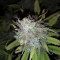 Z Glue (Expert Seeds) Cannabis-Samen