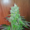 Banana Bomb (Bomb Seeds) Cannabis-Samen
