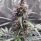 Big Bud Autoflower strain