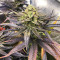 Dozywelly OG feminisierte Samen (AlphaFem Seeds)