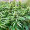 GG#4 Original Glue Fast Version feminisierte Samen (EGS)
