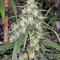 Mekong High (Dutch Passion) Cannabis-Samen