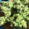 OG Kush (Kera Seeds) Cannabis-Samen