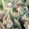 Apple Betty Auto Cannabis-Samen Kaufen