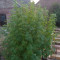 Kaufe Grandmommy Purple Samen feminisiert von Herbies Seeds