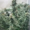 Kaufe Purple Juice Auto Samen feminisiert von Herbies Seeds