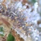 Kaufe Blackberry Moonrocks Samen feminisiert von AlphaFem Seeds