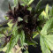 CBD Auto Blackberry Kush (Dutch Passion) Cannabis-Samen
