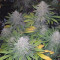 Glookies (Barney's Farm) Cannabis-Samen zu verkaufen