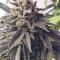 Triple G (RQS) Cannabis-Samen zu verkaufen