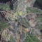 Shogun (RQS) Cannabis-Samen zu verkaufen