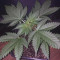 Do-Si-Dos OG Cannabis-Samen Kaufen